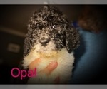 Small Photo #4 Saint Berdoodle Puppy For Sale in CONNEAUT, OH, USA