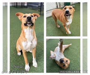Labrador Retriever-Unknown Mix Dogs for adoption in San Antonio, TX, USA