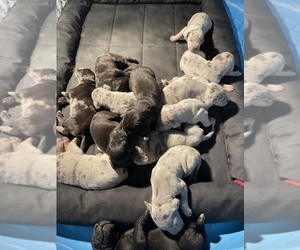 Great Dane Puppy for sale in RICHMOND, KY, USA
