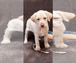 Puppy Puppy 4 Labrador Retriever