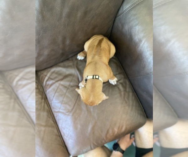 Medium Photo #14 Rhodesian Ridgeback Puppy For Sale in KELLER, TX, USA