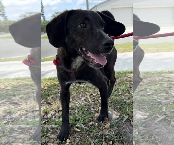 Medium Photo #3 Beagle-Plott Hound Mix Puppy For Sale in Sanford, FL, USA