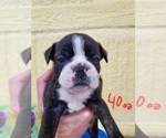 Small Photo #3 Boston Terrier Puppy For Sale in MCMINNVILLE, TN, USA