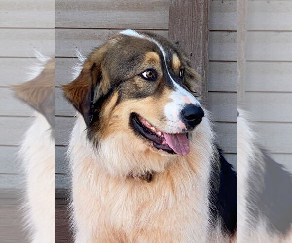 Medium Photo #2 Great Pyrenees-Unknown Mix Puppy For Sale in Winter Park, CO, USA