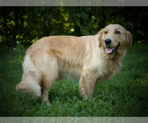 Mother of the Golden Retriever puppies born on 08/14/2025