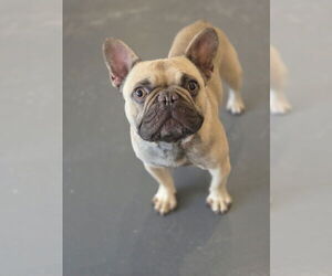 French Bulldog Dogs for adoption in Bardstown, KY, USA