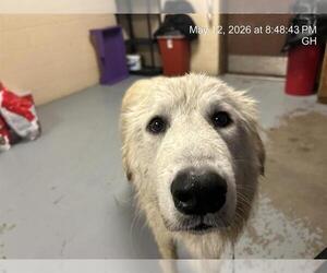 Great Pyrenees Dogs for adoption in Ocala, FL, USA