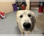 Small Great Pyrenees