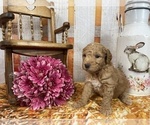Small Photo #59 Aussiedoodle Puppy For Sale in COMMERCE, MI, USA