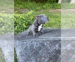 Puppy 2 American Bully-American Pit Bull Terrier Mix