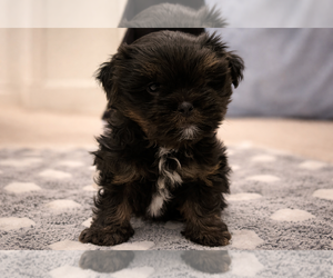 Shih Tzu-Shorkie Tzu Mix Puppy for sale in ELIZABETH, CO, USA