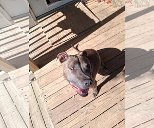 Athena the Pittie - Female American Pit Bull Terrier-Unknown Mix Dog for Adoption - Photo #6
