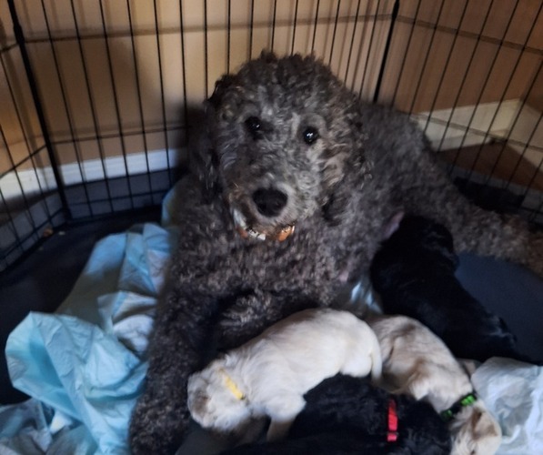 Medium Photo #25 Goldendoodle Puppy For Sale in LOUISA, VA, USA