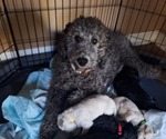 Small Photo #25 Goldendoodle Puppy For Sale in LOUISA, VA, USA