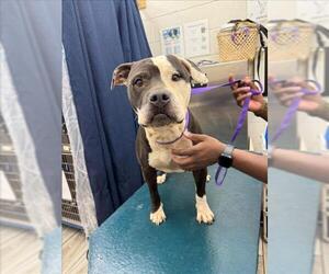 Staffordshire Bull Terrier Dogs for adoption in Mobile, AL, USA