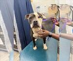 Small Staffordshire Bull Terrier