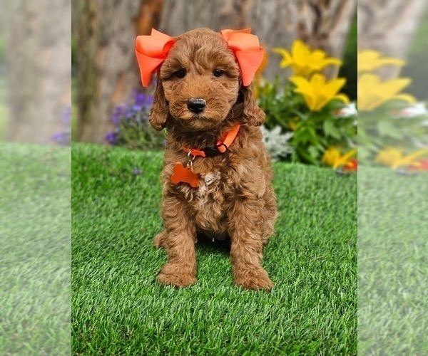 Medium Photo #1 Goldendoodle (Miniature) Puppy For Sale in INDIANAPOLIS, IN, USA