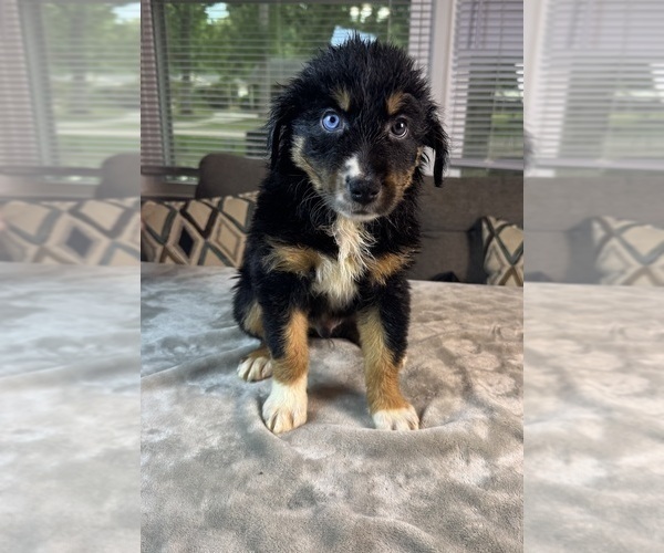 Medium Photo #8 Australian Shepherd Puppy For Sale in SALISBURY, NC, USA