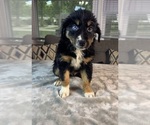 Small #7 Australian Shepherd