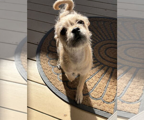 Medium Photo #5 Pug-Shih Tzu Mix Puppy For Sale in San Diego, CA, USA
