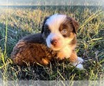 Small #1 Miniature Australian Shepherd