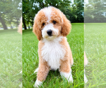 Small #7 Goldendoodle (Miniature)
