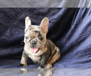 French Bulldog Puppy for sale in ATHERTON, CA, USA