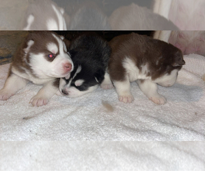 Siberian Husky Puppy for sale in CINCINNATI, OH, USA