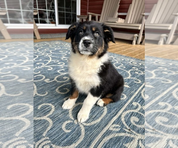 Medium Photo #3 Australian Shepherd Puppy For Sale in JEROMESVILLE, OH, USA