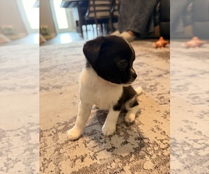 Chiranian Puppy for sale in OAK GROVE, KY, USA