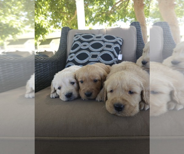 Medium Photo #5 Golden Retriever Puppy For Sale in ELVERTA, CA, USA