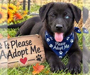 Siberian Husky Dogs for adoption in Yardley, PA, USA