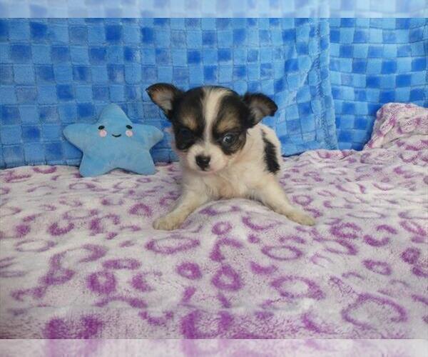 Medium Photo #1 Chihuahua Puppy For Sale in TAMPA, FL, USA