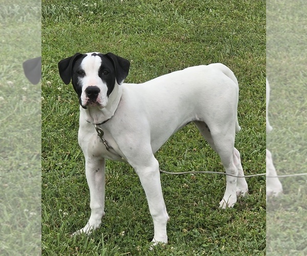 Medium Photo #14 American Bulldog Puppy For Sale in MARYVILLE, MO, USA