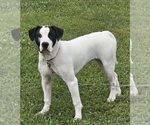 Small #2 American Bulldog