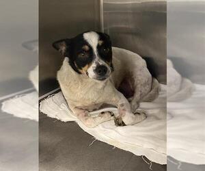 Chihuahua-Unknown Mix Dogs for adoption in San Antonio, TX, USA