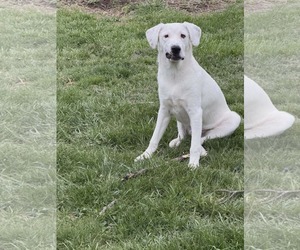Falkor - Male Great Pyrenees-Unknown Mix Dog for Adoption - Photo #6