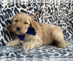Small #2 Goldendoodle (Miniature)