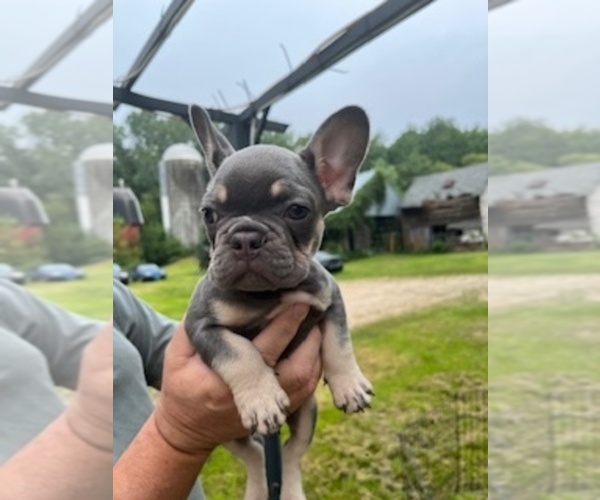 Medium Photo #2 French Bulldog Puppy For Sale in RIVER FALLS, WI, USA