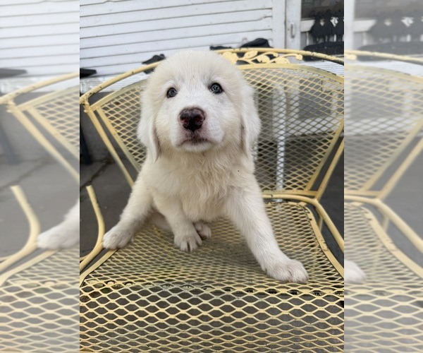 Medium Photo #3 Great Pyrenees Puppy For Sale in MOUNT PLEASANT, IA, USA