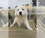 Small #2 Great Pyrenees