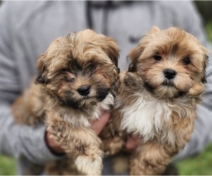 Havanese Puppy for sale in NORTH LAWRENCE, OH, USA