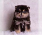 Small #9 Pomeranian