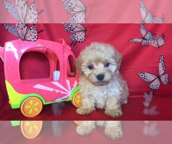 Medium Photo #3 Shih Tzu-Shih-Poo Mix Puppy For Sale in SAN FRANCISCO, CA, USA