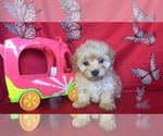 Small Photo #3 Shih Tzu-Shih-Poo Mix Puppy For Sale in SAN FRANCISCO, CA, USA