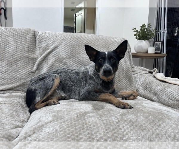 Medium Photo #1 Mutt Puppy For Sale in Menifee, CA, USA