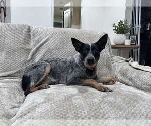 Mutt Dogs for adoption in Menifee, CA, USA