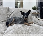 Small Mutt