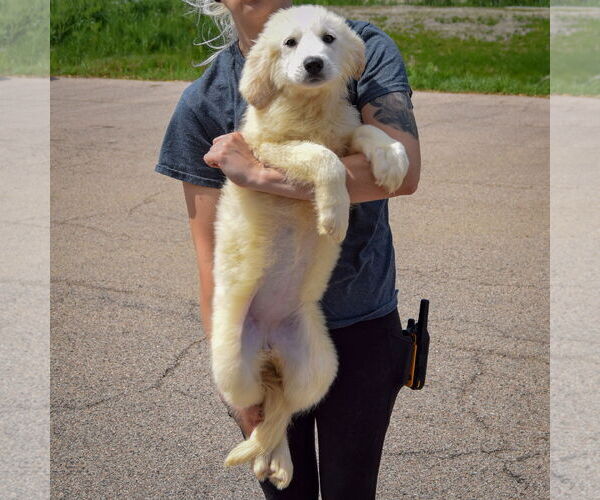 Medium Photo #3 Great Pyrenees Puppy For Sale in Huntley, IL, USA