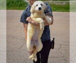 Small #2 Great Pyrenees